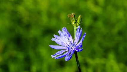 A nice closeup macro photograph of a purple flower.