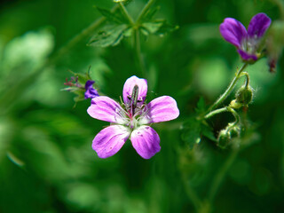 A small bug in a purple flower