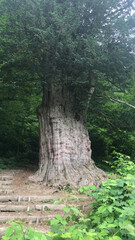 Giant tree in the woods