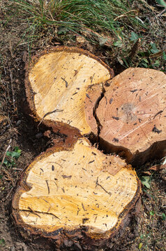 immagine di tronco d'albero di forma irregolare tagliato alla base, vista dall'alto