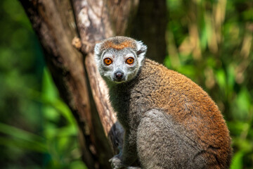 Portrait of female crowned lemur, Eulemur coronatus