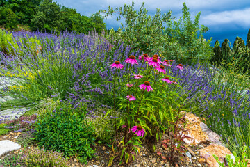 Obraz premium Purple echinacea bush among purple lavender on an alpine hill in a garden