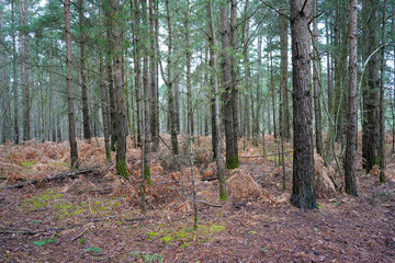 Looking in to a woodland of pine tree trunks
