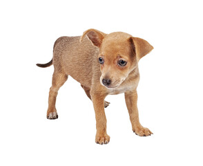 Russian toy terrier on a white background