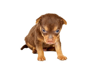 Obraz premium Funny puppy Chihuahua poses