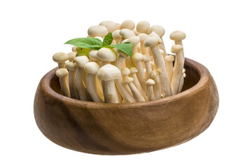 Japan mushroom Shimeji