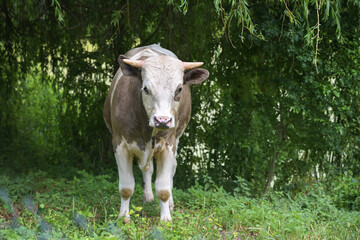 Young cattle, brown white spotted, under a tree on a natural structured meadow from an organic farm, looking to the camera, concept for ecologic agriculture, copy space