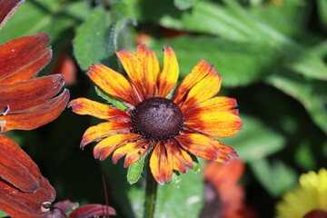 Rudbeckia hirta, commonly called black-eyed Susan, is a North American flowering plant in the family Asteraceae, native to Eastern and Central North America and naturalized in the Western part.