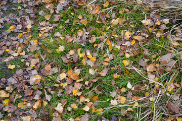 Close up of small fallen leaves on the forest floor
