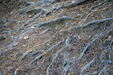 Close up of exposed tree roots 