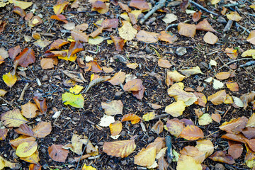 Close up of small fallen leaves on the forest floor