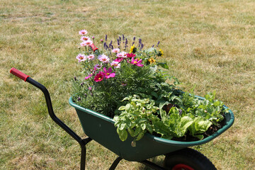 A Garden Wheelbarrow Full of Colourful Flowers and Plants.