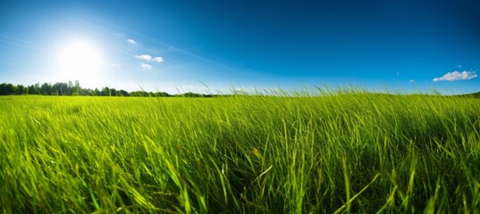 Fototapeta na wymiar Green grass field with clear sky background. Generative AI technology.
