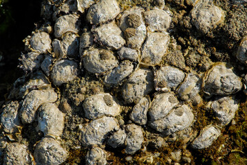 Huitre, Ostrea edulis