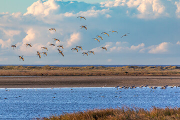 Kraniche im Anflug zum Schlafplatz am Pramort an der Ostsee.