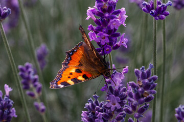 Schmetterling kleiner Fuchs auf Lavendelblüte