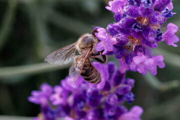 Honigbiene auf einer Lavendelblüte