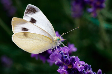Schmetterling auf einer Lavendelblüte