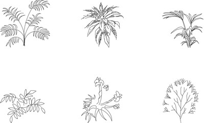 Vector sketch of detailed silhouette illustration of ornamental plant for garden and field