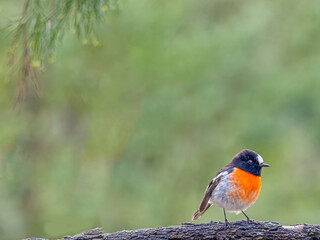  Scarlet Robin Close