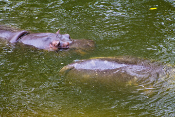 Fototapeta premium Hippopotamus in the river, Belgium. Animal in nature.