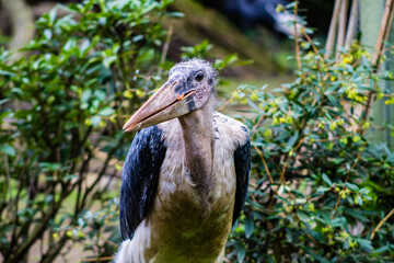 Marabou stork in the zoo, Close up.