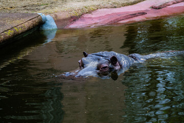 Hippopotamus in the water. (Hippopotamus amphibius)