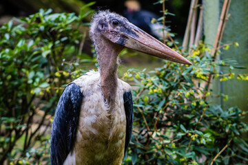Marabou stork in the zoo. (Leptoptilos crumeniferus)