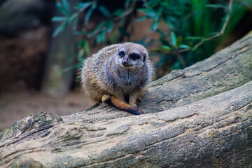 Meerkat or suricate (Suricata suricatta)