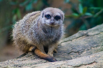 Meerkat or Suricate (Suricata suricatta)
