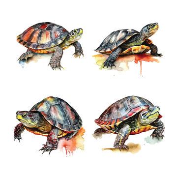 Painted Turtle watercolor paint