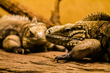 Close up of a green iguana in the terrarium, Belgium.