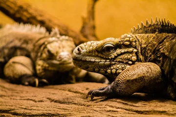 Foto op Plexiglas Close up of a green iguana in the terrarium, Belgium. © Jeandre
