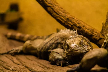 Foto op Canvas Iguana in the terrarium, close-up photo. © Jeandre