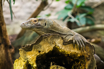 Varanus salvator, commonly known as the water monitor or Varanus salvator.