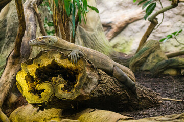 Komodo dragon (Varanus Komodoensis), also known as the Komodo monitor.
