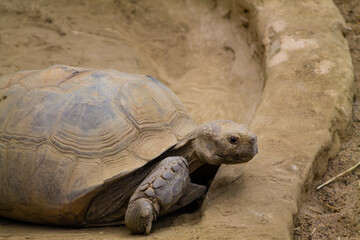African spurred tortoise (Geochelone sulcata)