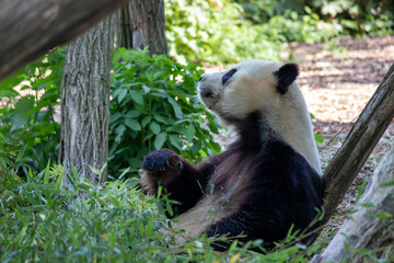 Obraz premium giant panda bear