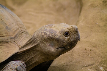 African spurred tortoise (Geochelone sulcata)