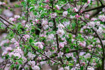 Beautiful blooming apple tree in spring time. Spring blossom