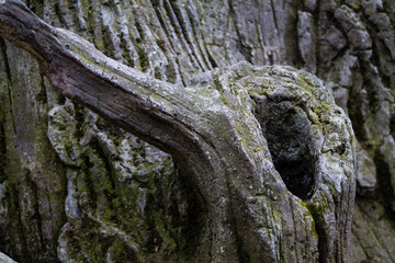 Close-up of an old tree trunk with moss and lichen