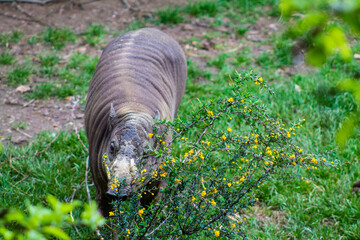 Wild rhinoceros eating grass in the park. Wildlife scene from nature. © Jeandre