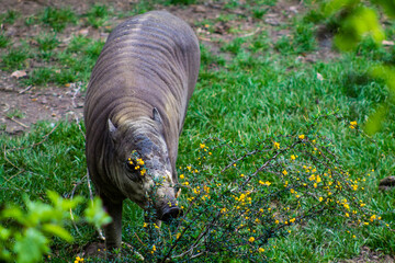 Rhinoceros eating on the green grass in the zoo. © Jeandre
