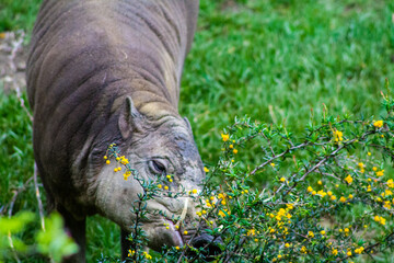 Rhinoceros eating on the green grass in the zoo. © Jeandre