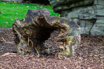 Old tree stump in a public park in Belgium.