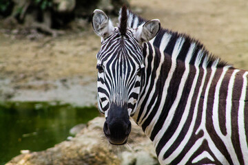 Zebra in the zoo. The zebra is a member of the family Equidae.