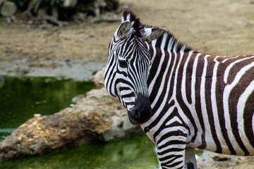 Fototapeta na wymiar Zebra in the zoo. Zebra in the zoological garden.