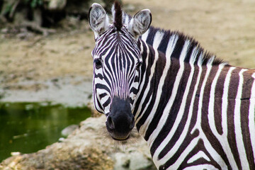 Zebra in the zoo. The zebra is a member of the family Equidae.