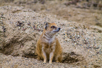 Meerkat (Suricata suricatta) sitting on the ground