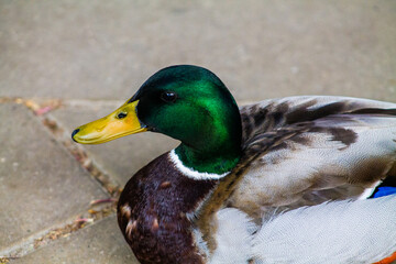Close up of a male mallard duck in a park in Belgium
